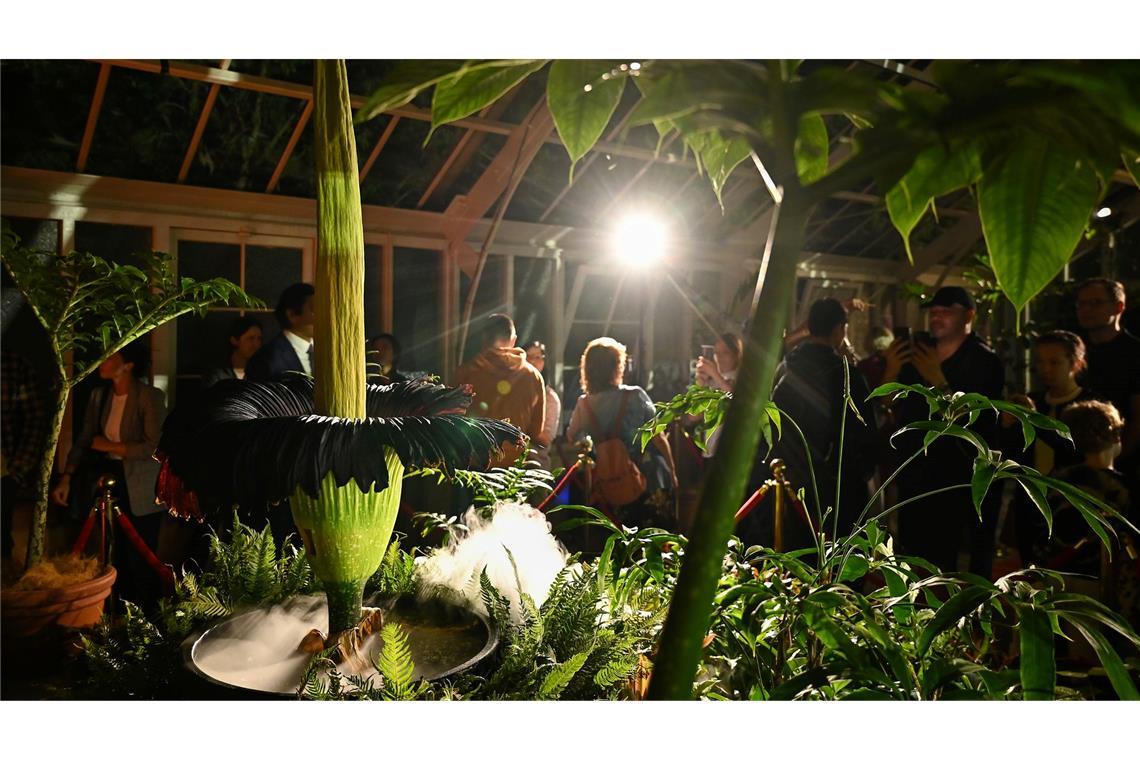 Fans feiern "Putricia": Seltene Stinke-Blume in Sydney blüht Tausende Menschen strömten in den Botanischen Garten - denn die Blütezeit dauert nicht lange.