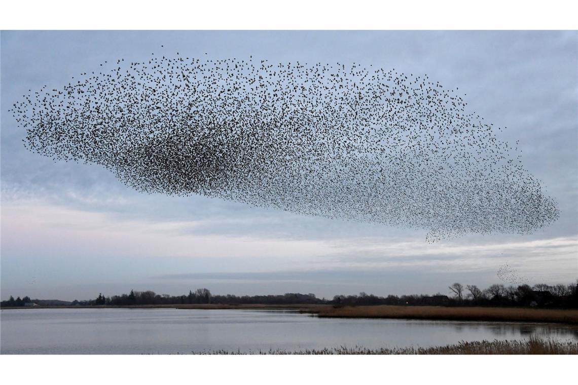 Wenn die Zugvögel zurückkehren Tausende von Staren über dem Ruttebüller See im deutsch-dänischen Grenzgebiet. (Archivbild)