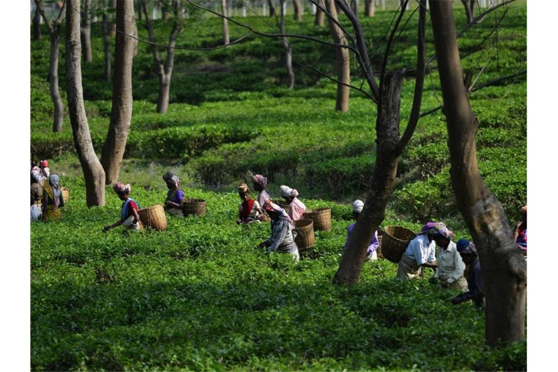 Kritik an Arbeitsbedingungen auf indischen Teeplantagen Teepflückerinnen arbeiten auf einer Teeplantage bei Bokakhat im indischen Bundesstaat Assam. Foto: epa/dpa