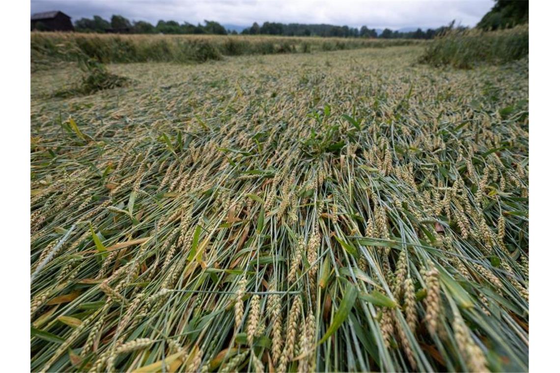 Teile eines Getreidefelds liegen nach mehreren Tagen mit Unwettern in Hessen umgeknickt auf der Erde. Foto: Sebastian Gollnow/dpa