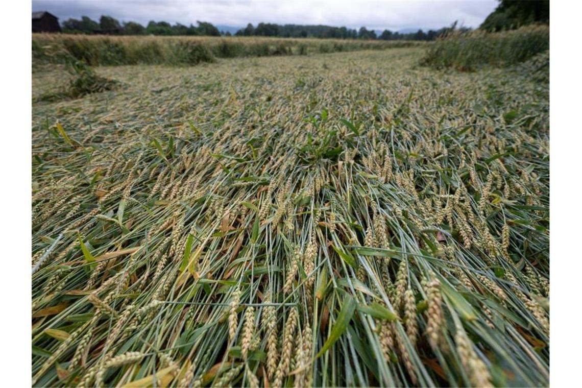 Teile eines Getreidefelds liegen nach mehreren Tagen mit Untwettern in Hessen umgeknickt auf der Erde. Foto: Sebastian Gollnow/dpa