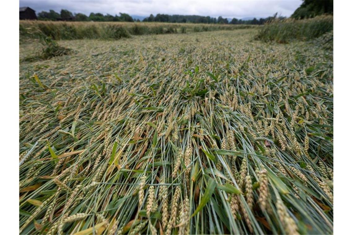 Das Wetter in Deutschland beruhigt sich - aber nur kurz Teile eines Getreidefelds liegen nach mehreren Tagen mit Untwettern in Hessen umgeknickt auf der Erde. Foto: Sebastian Gollnow/dpa