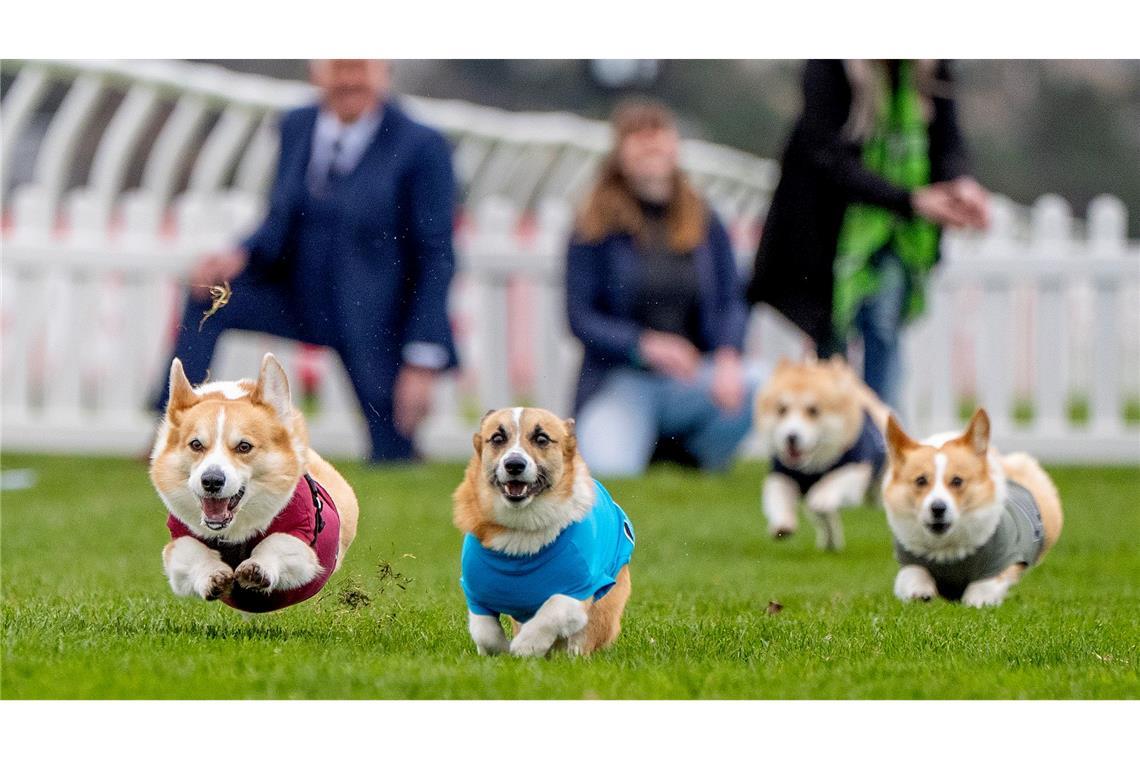 Teilnehmer beim Corgi-Derby auf der Musselburgh-Rennbahn. Das Rennen ist Teil der Oster-Feierlichkeiten auf einer Galopprennbahn.