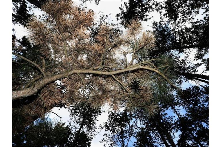 Teilweise braun verfärbt sind die Schwarzkiefern in Deutschlands größtem Schwarzkiefernwald auf dem Volkenberg. Foto: Karl-Josef Hildenbrand