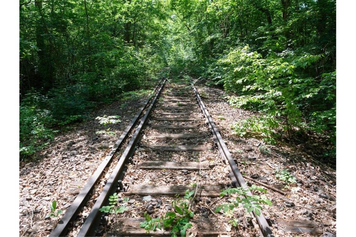 Teilweise zugewachsene Bahnschienen der Potsdamer Stammbahn bei Kleinmachnow. Foto: Soeren Stache/dpa-Zentralbild/dpa