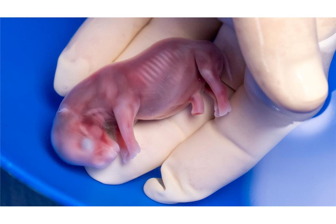 Thomas Hildebrandt (IZW) hält den durch künstliche Befruchtung erzeugten Embryo eines südlichen Breitmaulnashorns in seiner Hand.