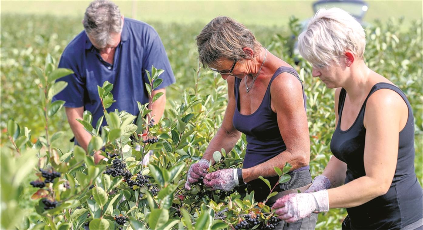 Erste Aroniabeeren-Ernte im Kreis