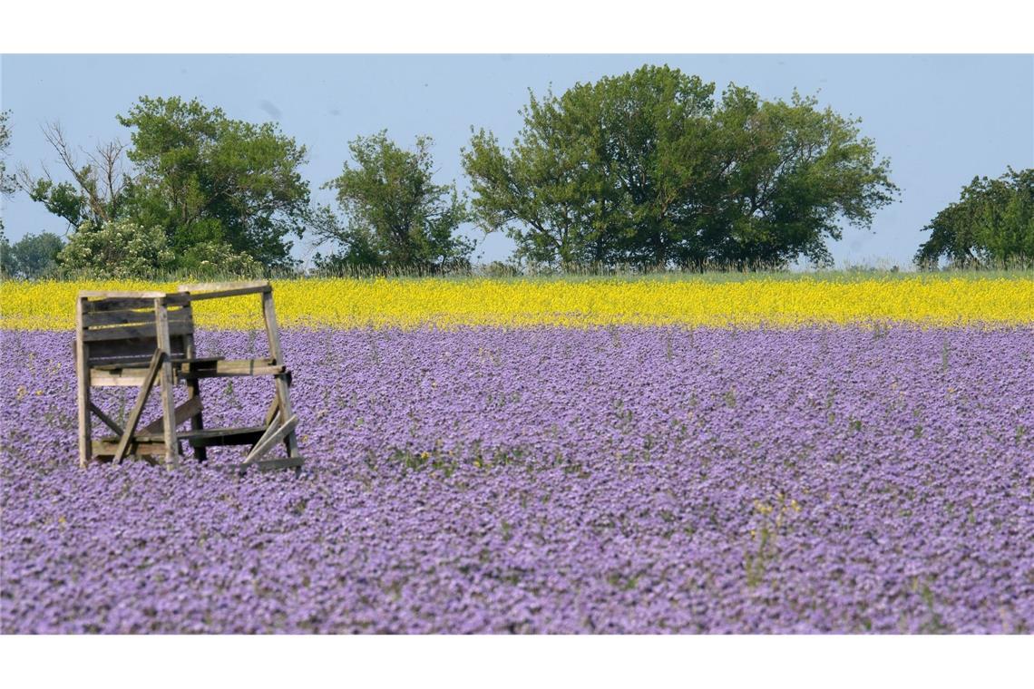 Thron im Blütenmeer: Eine Ansitz für die Jagd steht in einem Feld mit blühender Phacelia und mit Ackersenf im Leipziger Land in Sachsen.
