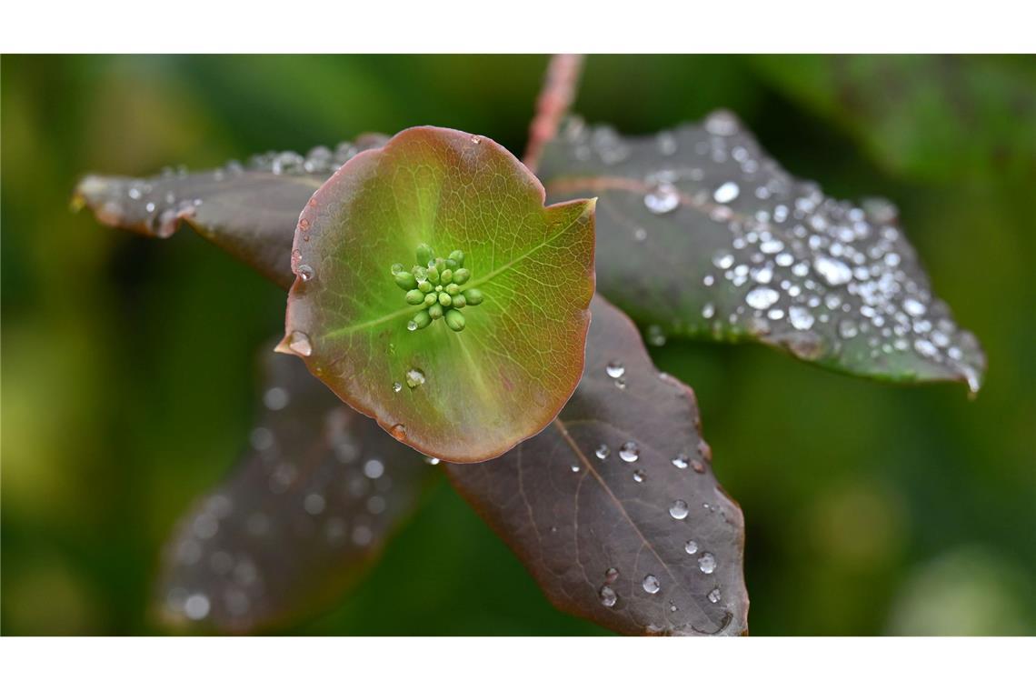 Thüringen: Regentropfen glitzern auf Blättern im Park von Schloss Bertholdsburg