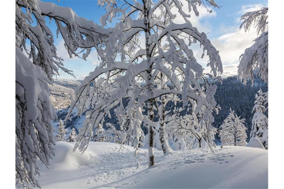 Neuschnee und Minusgrade: Wetter bleibt winterlich Tief verschneite Bäume stehen an den Hängen rund um den Ort Menzenschwand nahe St. Blasien. Foto: Philipp von Ditfurth/dpa
