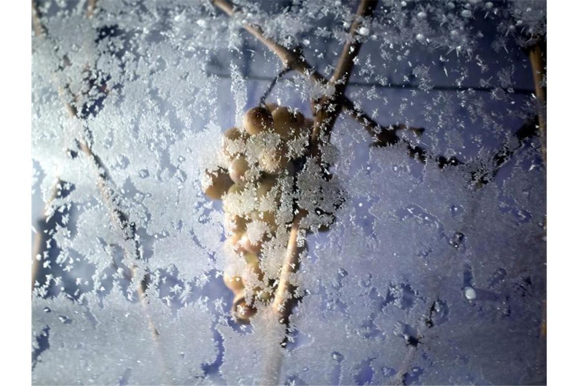 Tiefgefrorene Trauben hängen geschützt zwischen Plastikplanen. Foto: Frank Rumpenhorst/dpa/Archivbild
