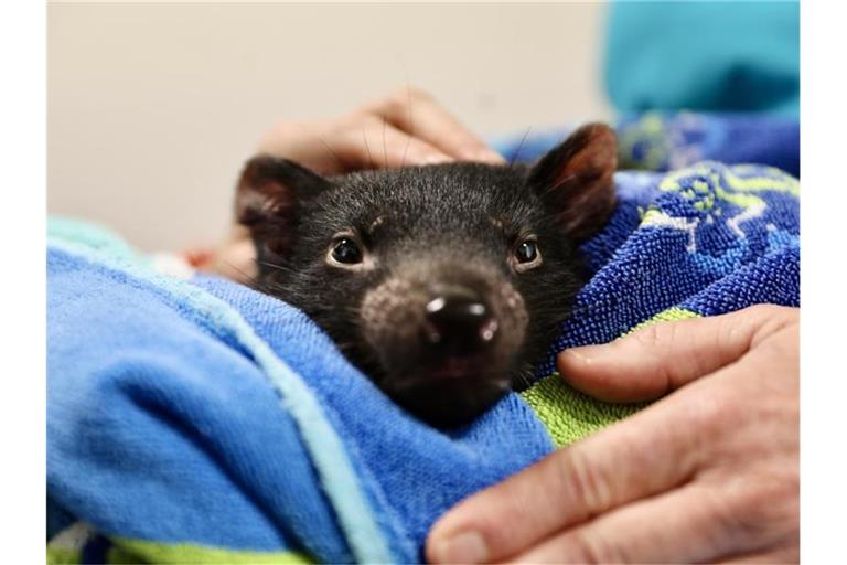 Tierärzte in Australien haben erstmals eine Katarakt-Operation bei einem Tasmanischen Teufel durchgeführt. Foto: Aussie Ark/dpa