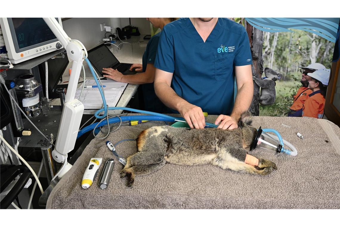 Australien lässt Impfstoff gegen tödliche Koala-Krankheit zu Tierärzte sagen, es sei traumatisch, die Folgen einer Chlamydien-Infektion bei Koalas zu sehen.