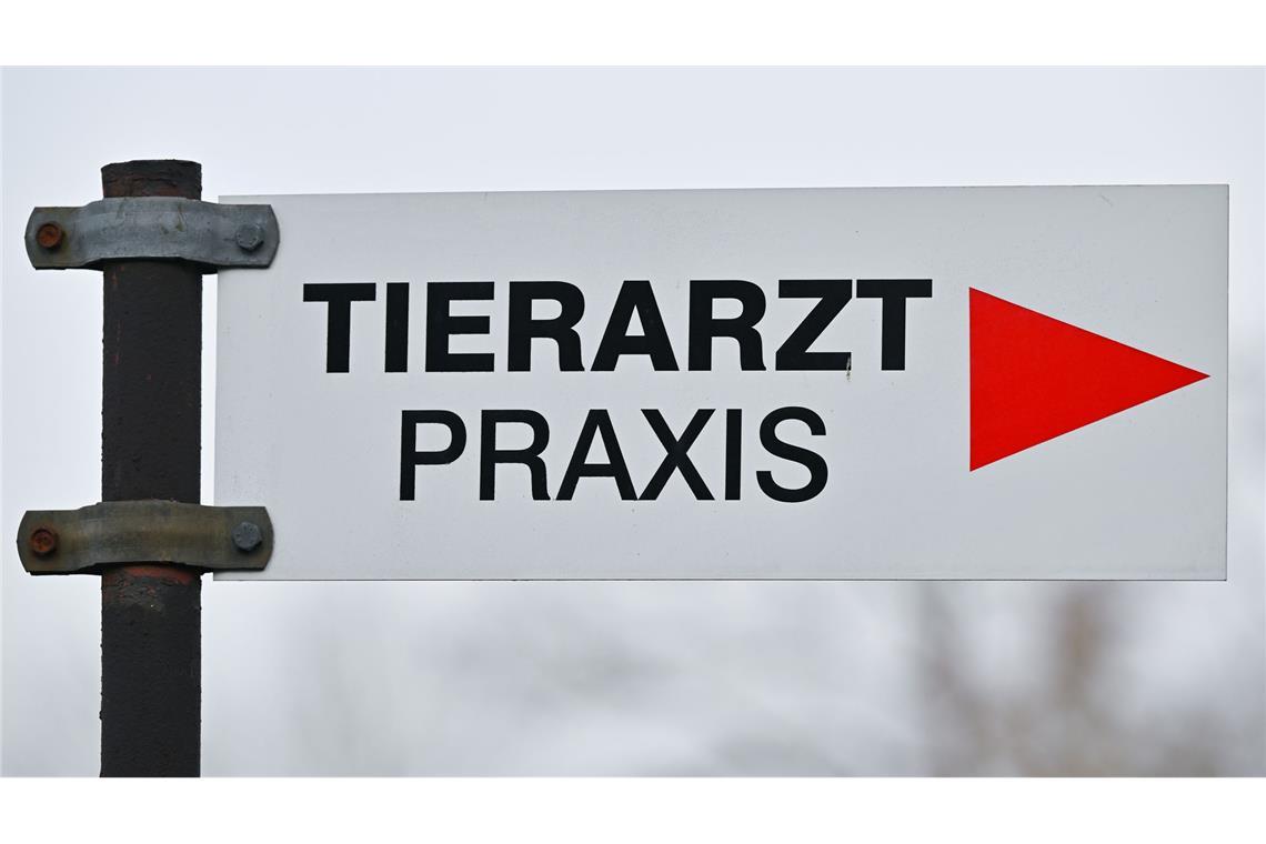 Tierheime beklagen höhere Kosten bei der Behandlung von Tieren. (Symbolbild)