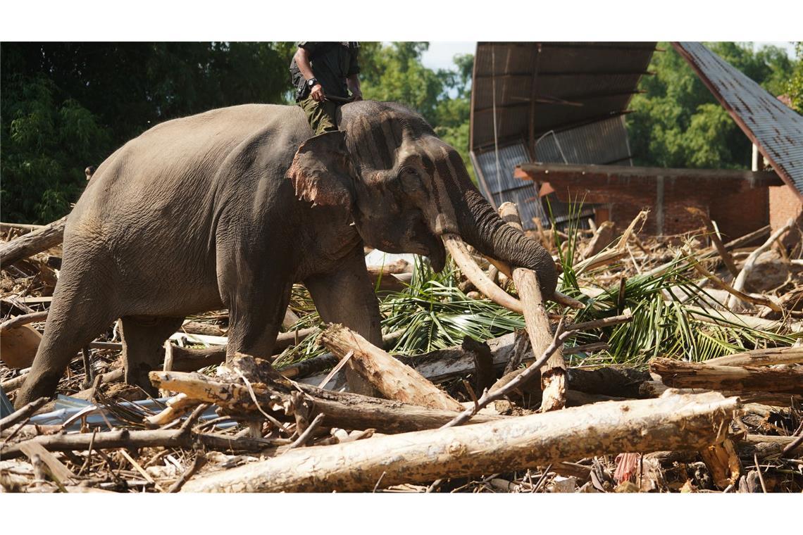 Tierisch stark: Ein Elefant beseitigt Trümmer nach schweren Überschwemmungen in der indonesischen Provinz Aceh.