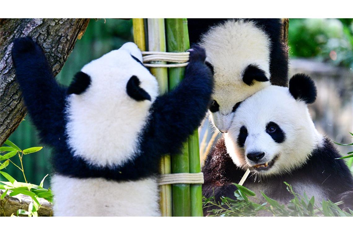 Tierische Party in der Hauptstadt: Mutter Meng Meng (rechts unten) feiert mit Leni und Lotti den ersten Geburtstag der beiden Panda-Zwillinge im Berliner Zoo.