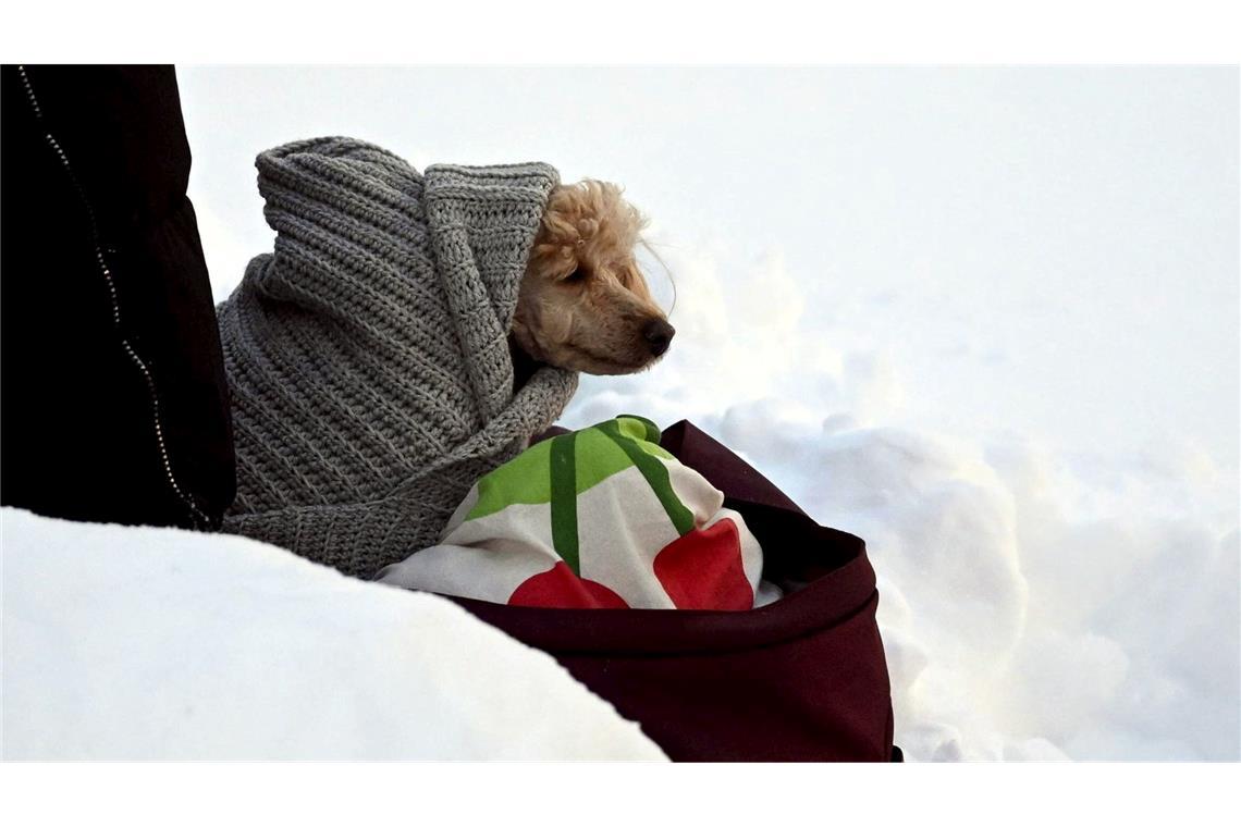 Tierischer Zuschauer beim Ski-Weltcup -in eine Decke eingewickelter Hund wartet an der Strecke der Langläufer.