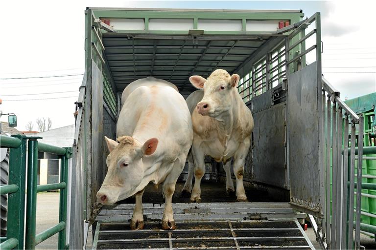 Tiertransporte sollten so kurz wie möglich gehalten werden. Doch es gibt immer weniger Schlachthöfe. Foto: Adobe Stock/Stéphane Leitenberger
