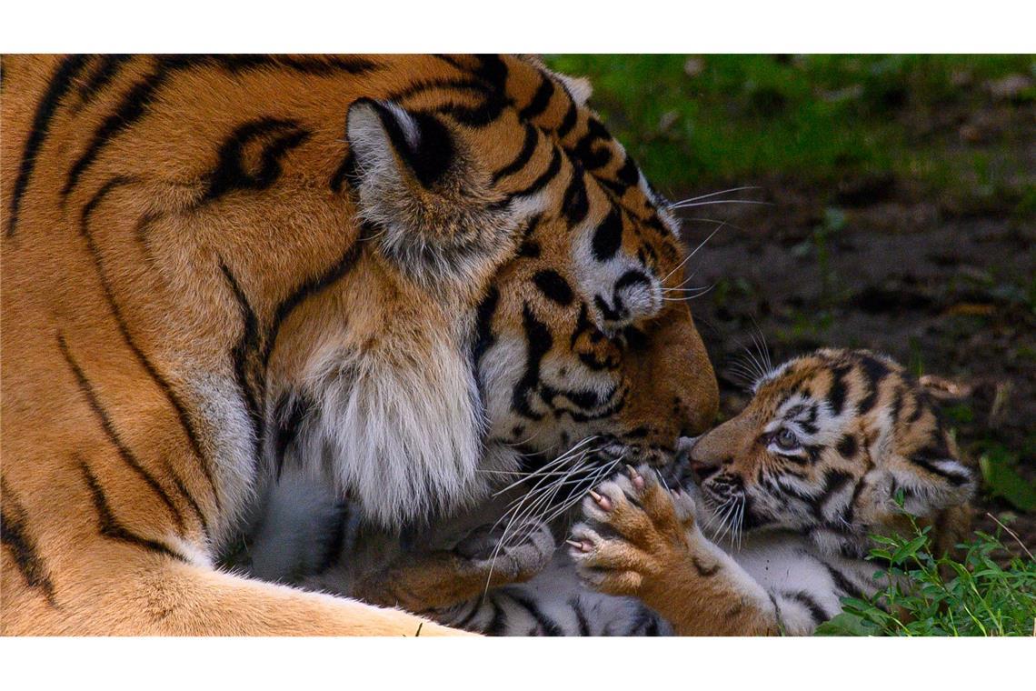 Tigermutter "Stormi" spielt im Zoo Magdeburg im Freigehege mit einem ihrer Jungtiere. Es ist eines von vier Tigerbabys.