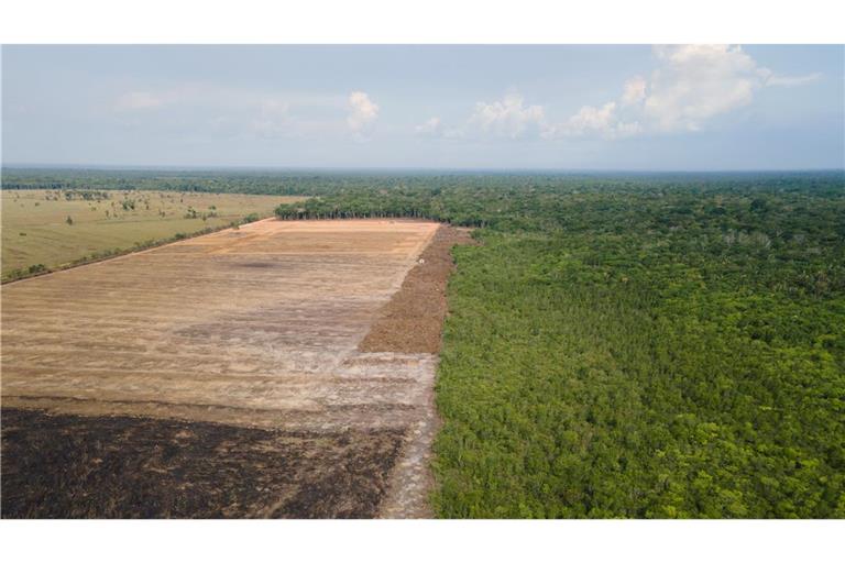 Tod auf Raten? Das Luftbild zeigt eine verbrannte und abgeholzte Fläche im Amazonas-Gebiet bei Porto Velho.