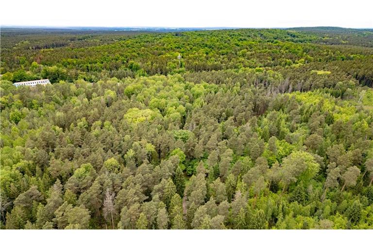 Tod einer 21-Jährigen im Wald - Ermittlungen gegen Jugendlichen wegen Totschlags