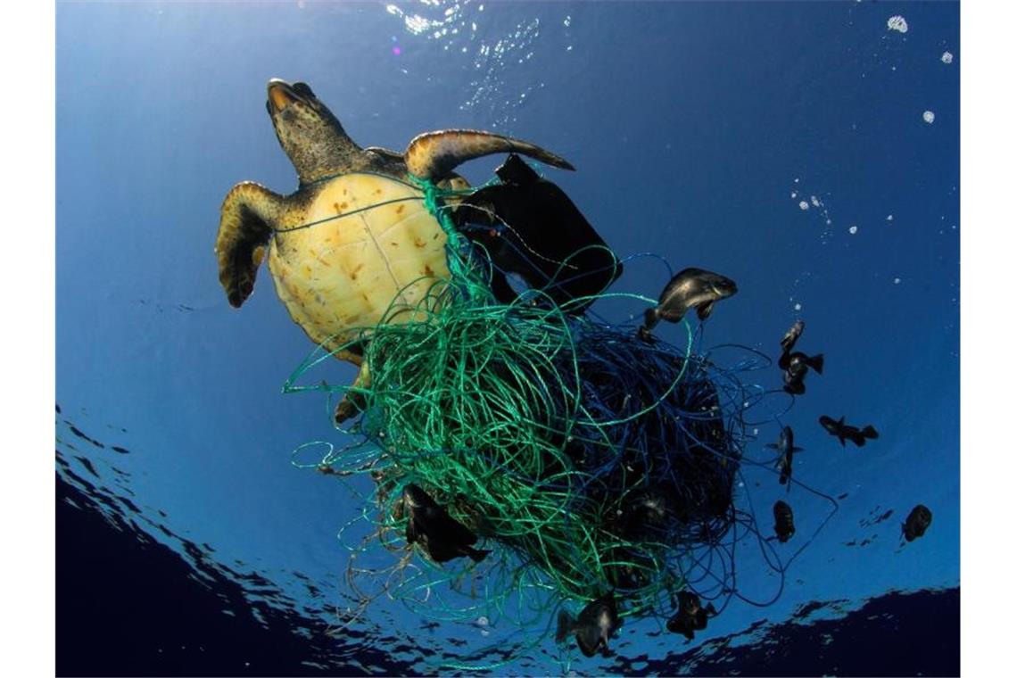 Tödliche Falle: Eine Meeresschildkröte hat sich in den Überresten eines Fischernetzes verfangen. Foto: Marco Care/Greenpeace/dpa