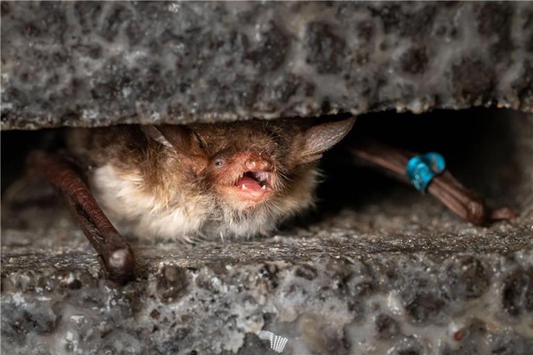 Tollwütige Fledermäuse sind in Deutschland selten: Eine Fransenfledermaus (Myotis nattereri), aufgenommen in der Sielmanns Naturschlandschaft in der Döberitzer Heide.