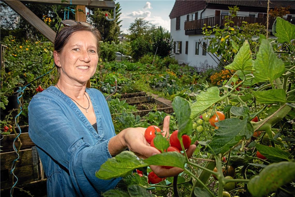 Tomaten gehören zu den Sorgenkindern von Stefanie Layer. Sie wurden zum Teil von der Braunfäule befallen. 