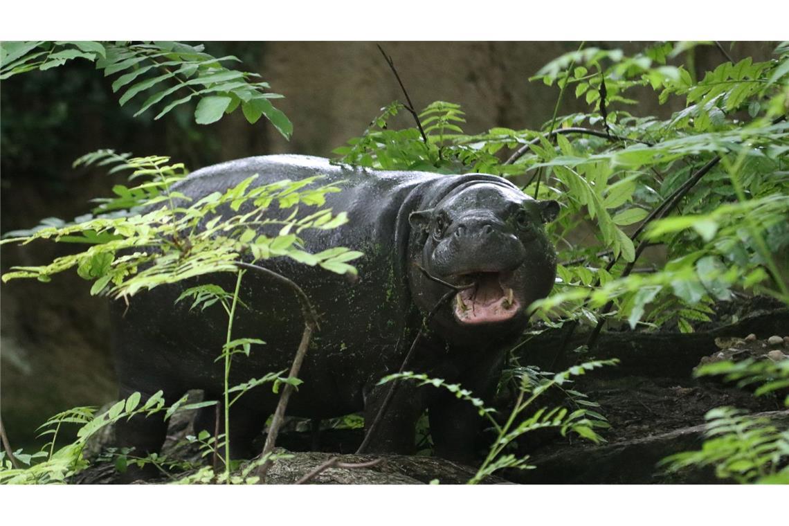 Berliner Mini-Hippo Toni zieht nach Mulhouse Tonis Lieblingssnack sind Erdnüsse.