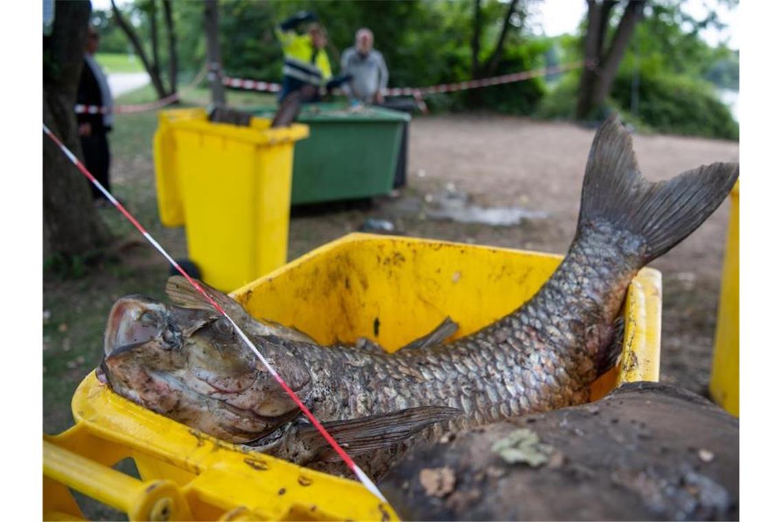 Tote Fische liegen am Max-Eyth-See in Tonnen. Foto: Sebastian Gollnow