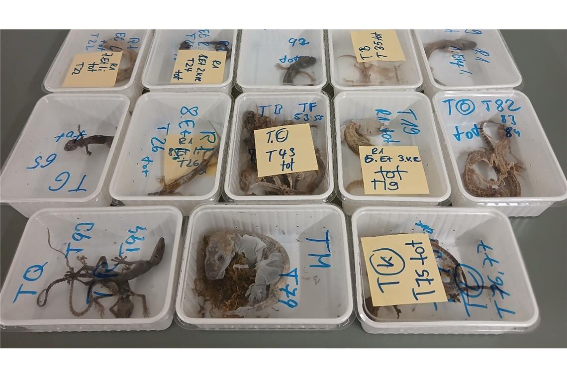 32 tote Geckos bei Halter in Bayern gefunden