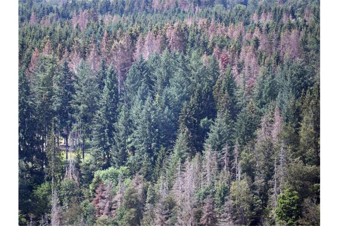 Tote Nadelbäume stehen in einem Wald. Foto: Patrick Seeger/Archiv