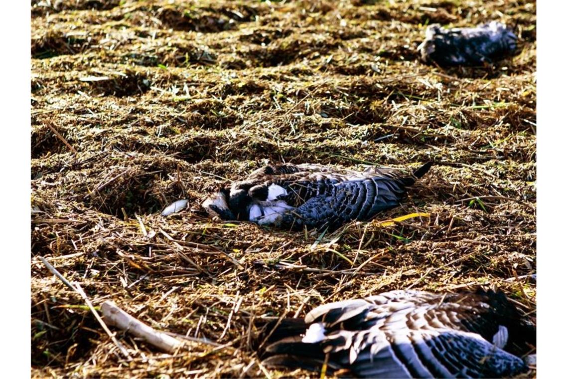 Tote Nonnengänse liegen an einem Deich nahe der dänischen Grenze. In der Nähe hat es auf der Hallig Oland auch einen ersten Fall der Geflügelpest auf einem Hühnerhof gegeben. Foto: Frank Molter/dpa