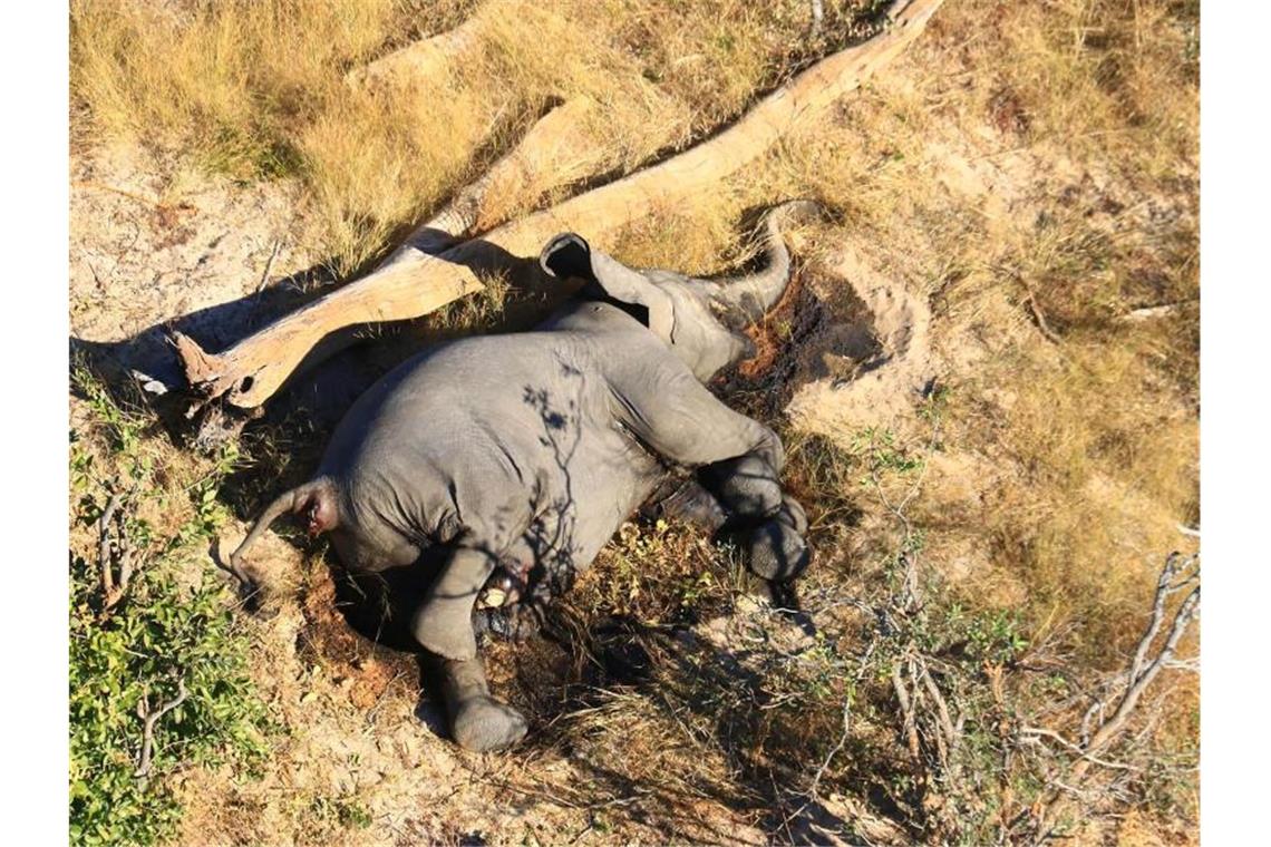 Toter Elefant in einem Gebüsch im Okavango-Delta. Im südafrikanischen Safari-Paradies Botsuana treibt ein mysteriöses Elefantensterben Tierschützer um. Foto: Uncredited/hons/AP/dpa