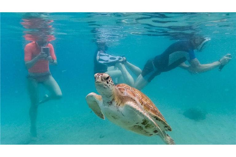 Touristen filmen eine Meeresschildkröte, die am Strand von Piskado schwimmt.