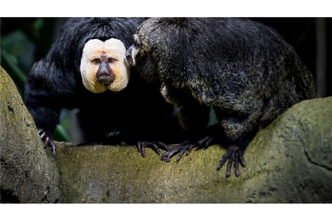 Empörung über Zoo-Besucher in Tschechien Touristen sollen die Weißkopfsakis am Schwanz gezogen und gefüttert haben - hier ist ein Tier aus der Schweiz zu sehen.