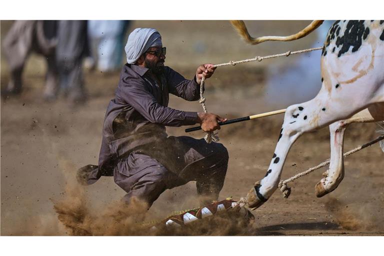 Tradition trifft Tempo:l: Jockey reitet Stierpaar durch das pakistanische Dorf Malal