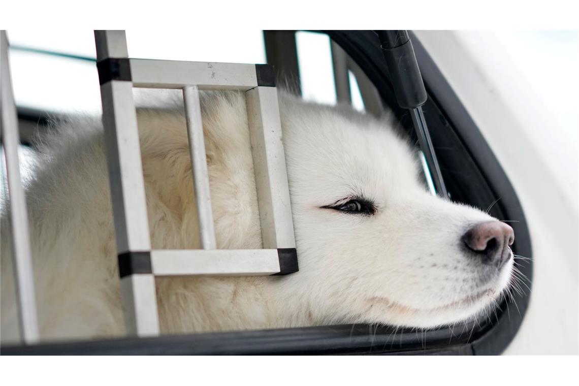 Bilder des Tages Traditionelles Schlittenhunderennen in Tschechien.