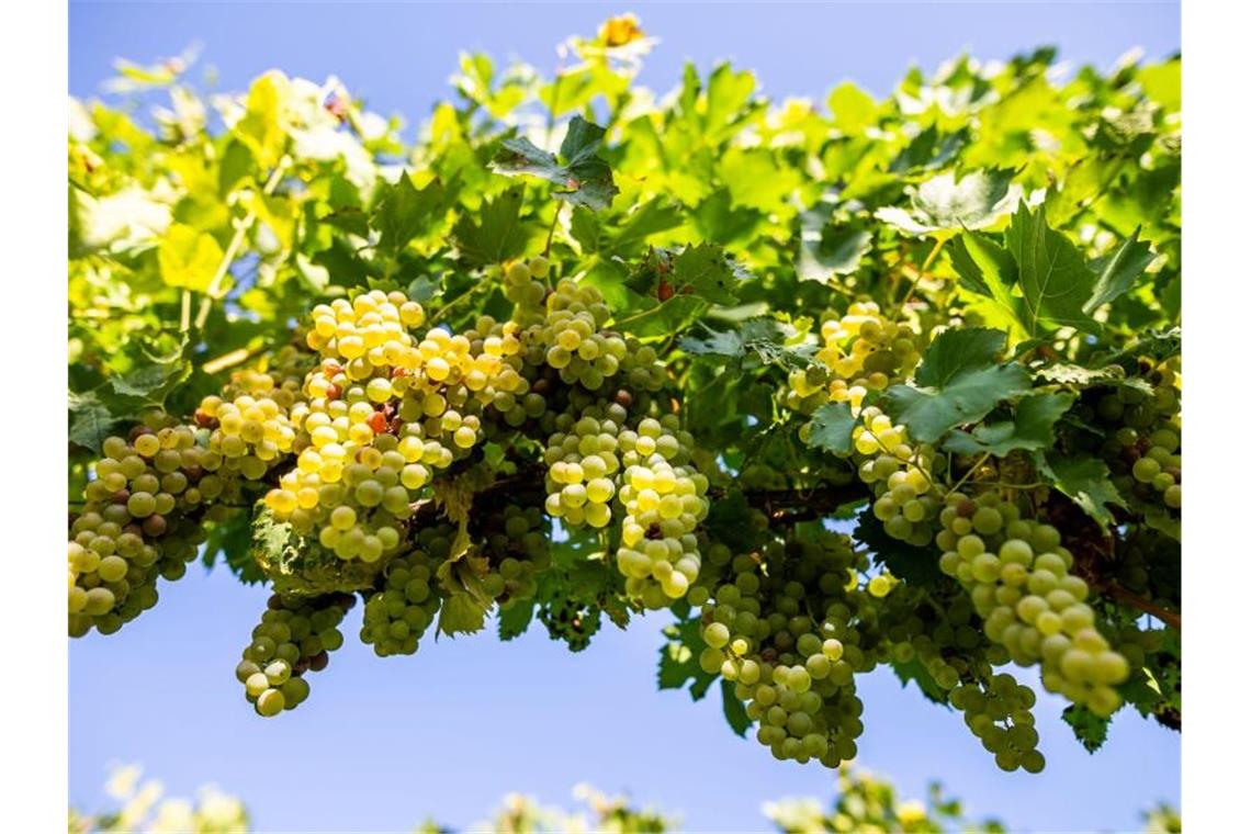 Trauben der Sorte Müller-Thurgau hängen an einem Rebstock. Foto: Philipp von Ditfurth/dpa/Archivbild