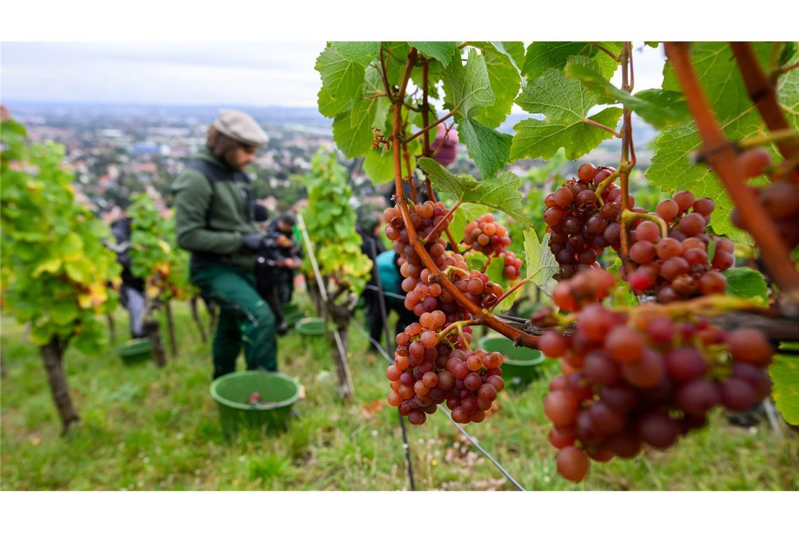Bilder des Tages Trauben der Sorte Traminer werden bei der Weinlese in Sachsen geerntet.