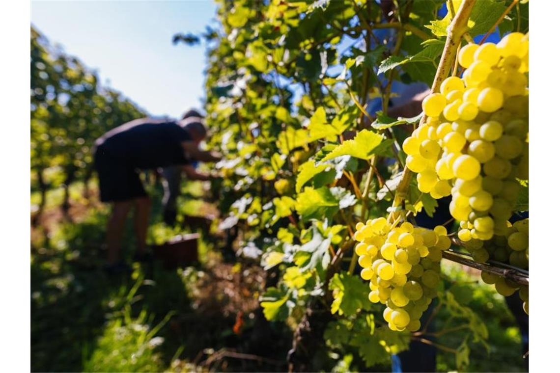 Badische Winzer rechnen wegen Frost und Pilzen mit Ausfällen