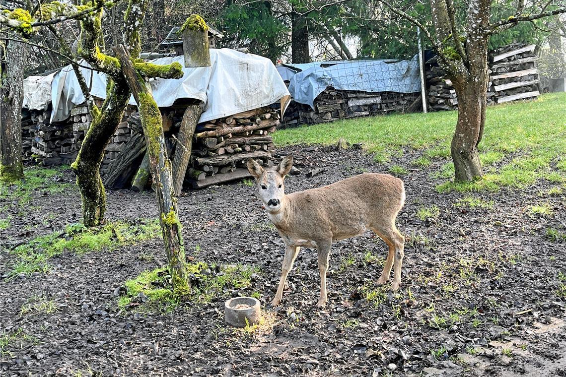 Traut sich als Einzige vor die Kamera: Das Reh Leslie wurde von Martina Wahl mit der Flasche aufgezogen. Fremden gegenüber ist sie jedoch schüchtern. Foto: Lea Podschun