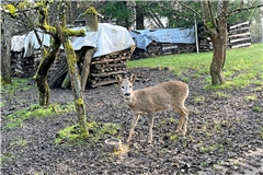 Traut sich als Einzige vor die Kamera: Das Reh Leslie wurde von Martina Wahl mit der Flasche aufgezogen. Fremden gegenüber ist sie jedoch schüchtern. Foto: Lea Podschun