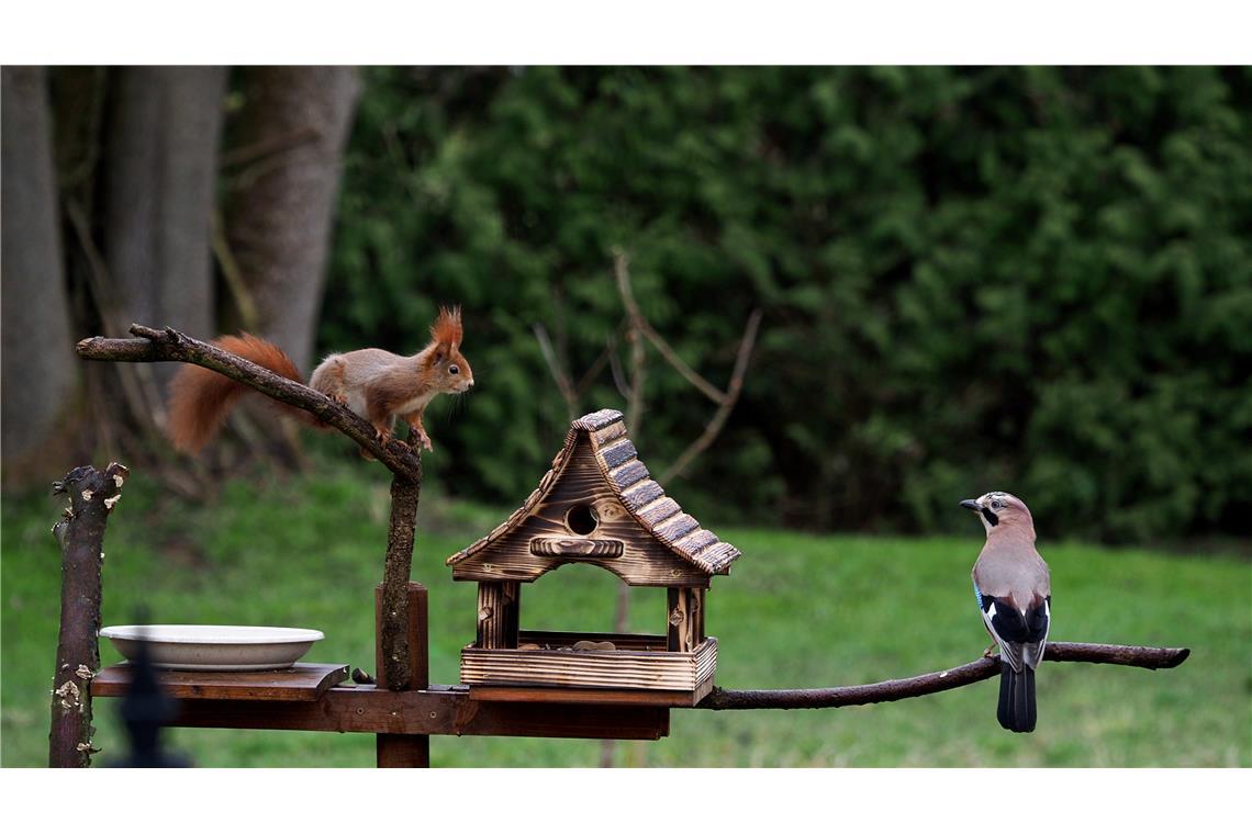 "Treffpunkt Vogelhäuschen - wer darf zuerst?"