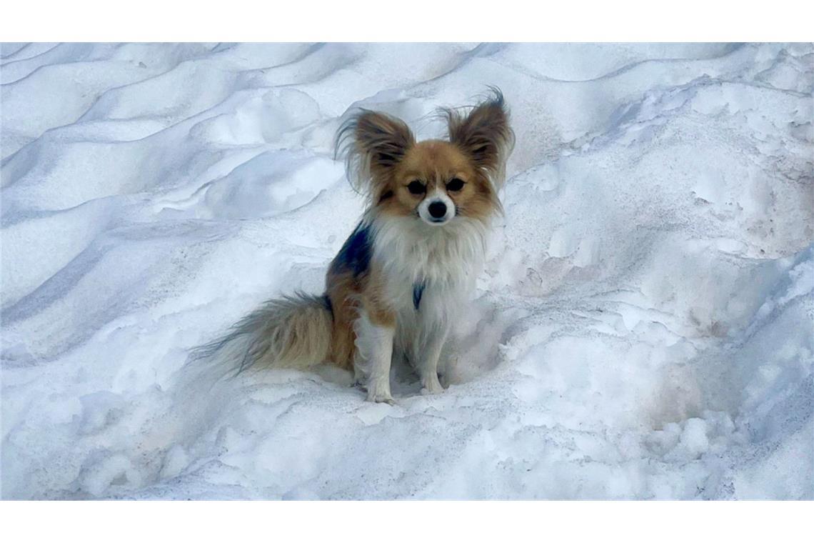 Tierischer Held: Chihuahua rettet Herrchen das Leben Treues Tier: Bei so einem trierischen Helden muss einem selbst im Hochgebirge nicht bange sein.