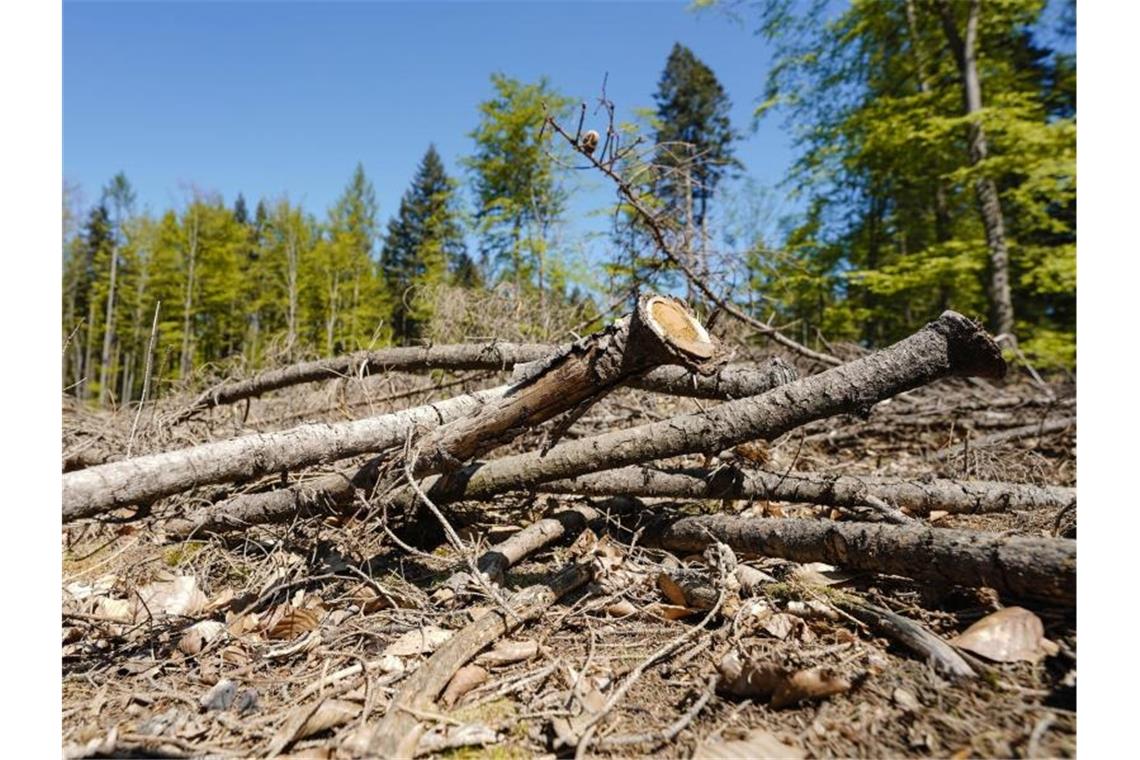 Trockene Äste und Laub liegen auf einer Waldlichtung. Foto: Uwe Anspach/dpa/Archivbild