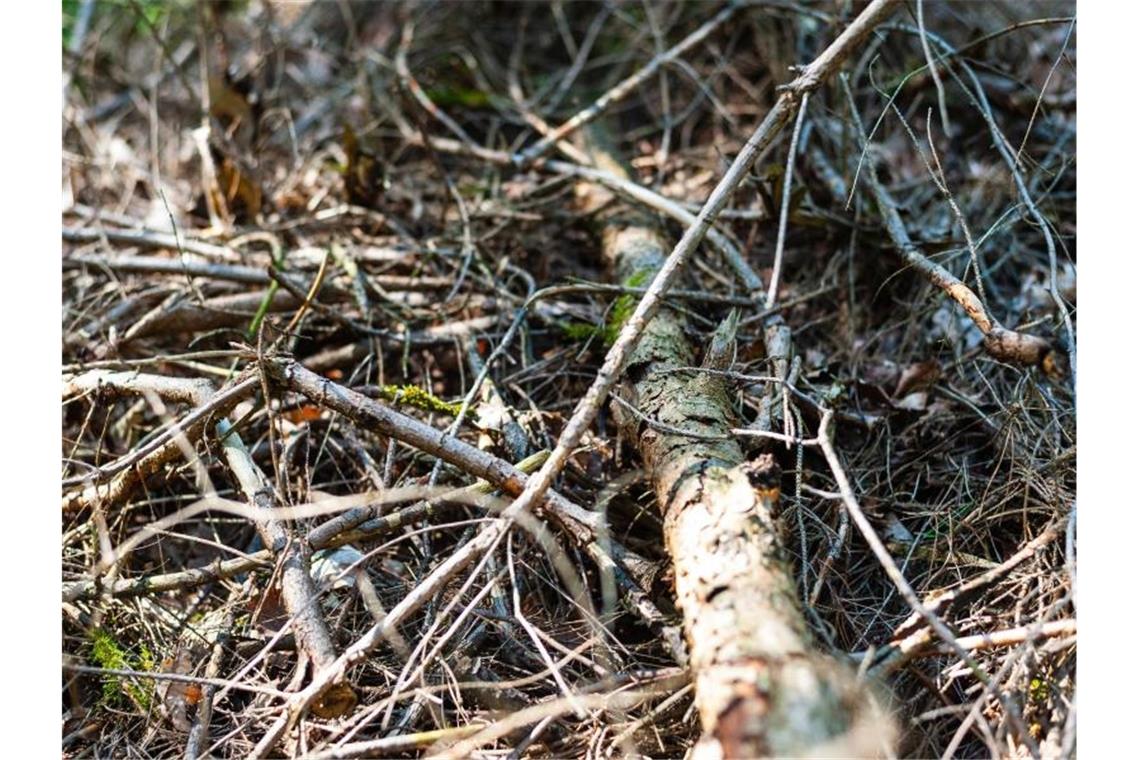 Trockene Äste und Nadelstreu liegen auf dem Boden eines Waldstückes. Foto: Philipp Schulze/Archivbild