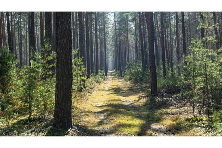 Trockene Wälder wie etwa die Kiefernwälder in Brandenburg haben oft eine hohe Waldbrandgefährdung.