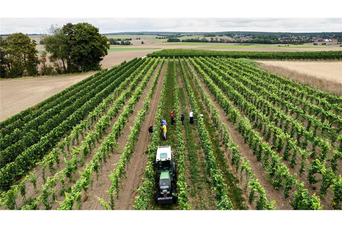 Trotz eines Rückgangs wegen des Wetters kommt fast die Hälfte des deutschen Weins aus Rheinhessen und der Pfalz.