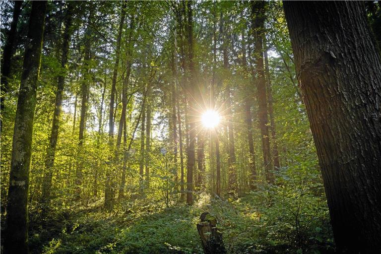 Trotz vielen Regens: Zwischendurch ließ sich die Sonne auch im Backnanger Plattenwald blicken. Foto: Alexander Becher